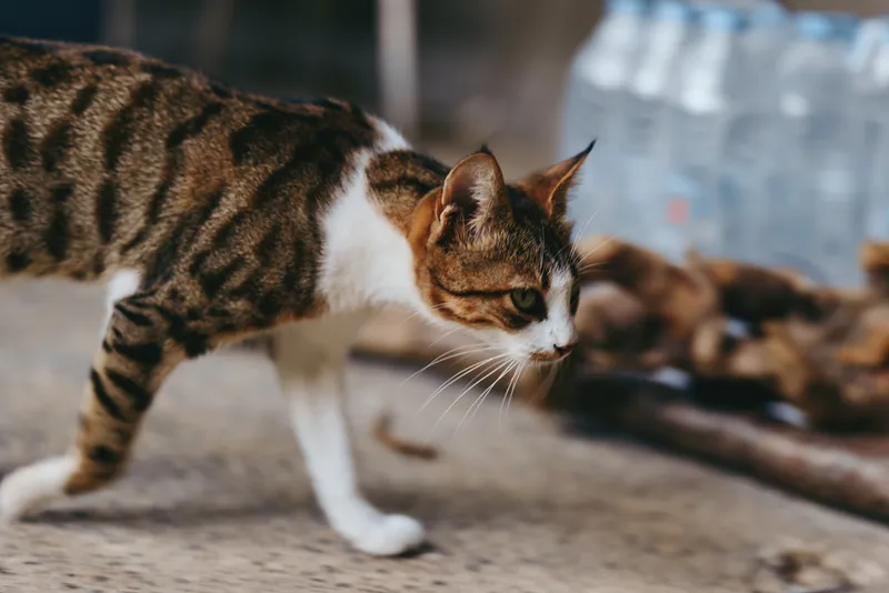 Tabby cat adult cat walking curious and alert on concrete pavement in a rustic backyard, focused whiskers, low angle shot, urban pet lifestyle and outdoor exploration scene.