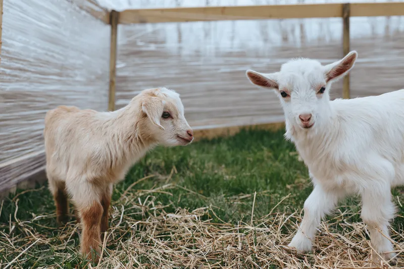 Goat, kid, animals, farm, outdoor, meadow, straw, pen, curious, friendly siblings explore a sunny farmyard with hay scattered on the ground and a wooden shelter nearby, creating a wholesome rural