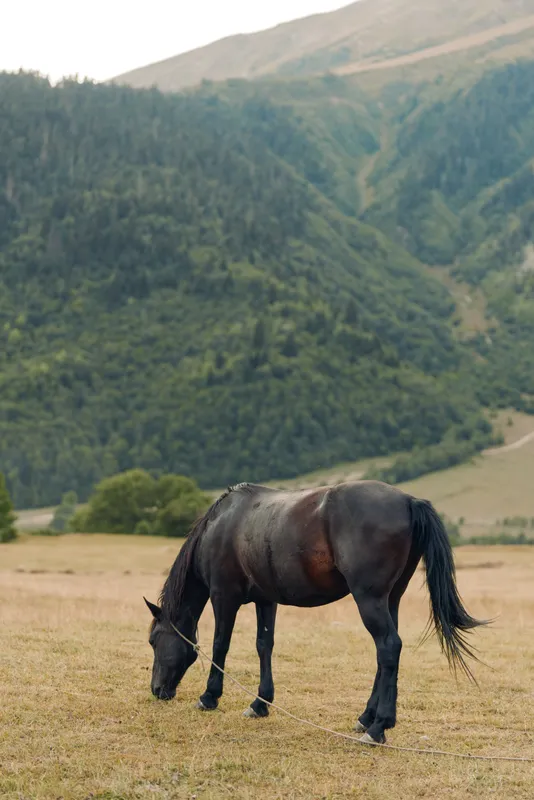 A dark horse grazes in a wide meadow with a mountainous backdrop. The quiet scene conveys rustic charm, simplicity, and a peaceful rural atmosphere.