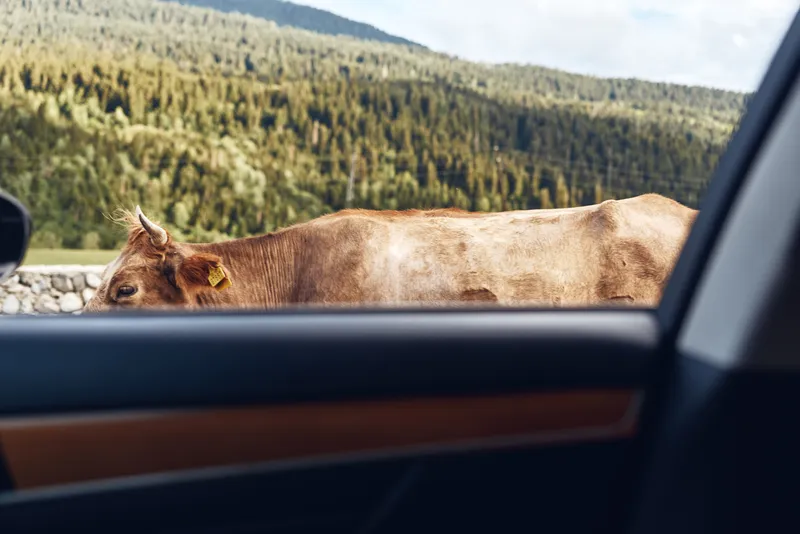 Cow by car window in countryside mountain scene with roadside view, authenticity inclusivity and nature