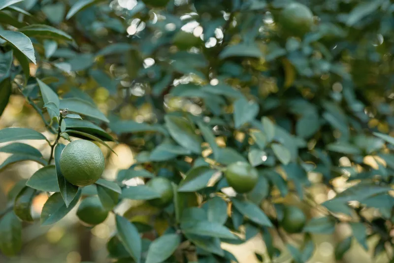 Lemons on a lush lemon tree with glossy leaves and hanging fruit, citrus harvest scene in a sunlit orchard, vibrant greens and natural growth showcasing fresh outdoor abundance