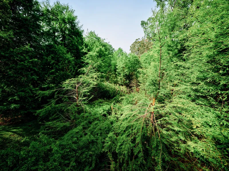 Forest trees green foliage canopy nature woods leaves in a lush aerial view of dense woodland, sunlight filtering through branches and vibrant vegetation for outdoor landscape and ecology.