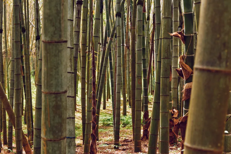 Bamboo forest trunks and stalks in a dense grove, vertical green bamboo trunks with leafy ground cover, serene nature scene in a light-filtered woodland environment.
