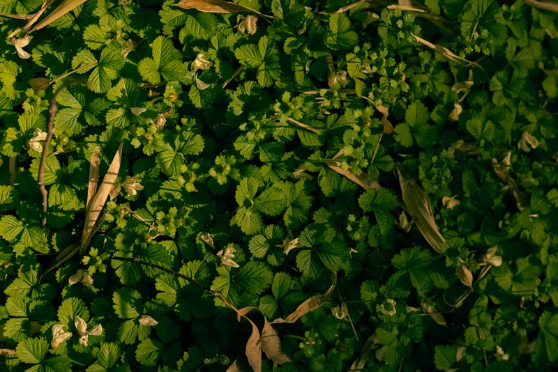Leaves ground foliage green plants forest undergrowth leaflitter in closeup view of woodland floor with small serrated leaves, scattered dry twigs and soft dappled sunlight.