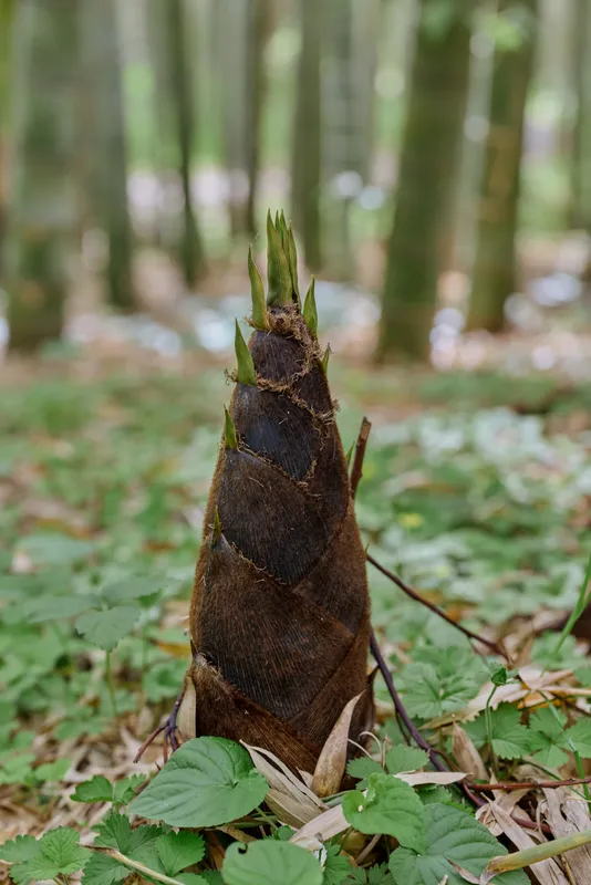 Bamboo shoot sprout forest nature plant young stalk emerging among leaves and moss on woodland floor, closeup of fresh vertical growth and texture in outdoor spring habitat.