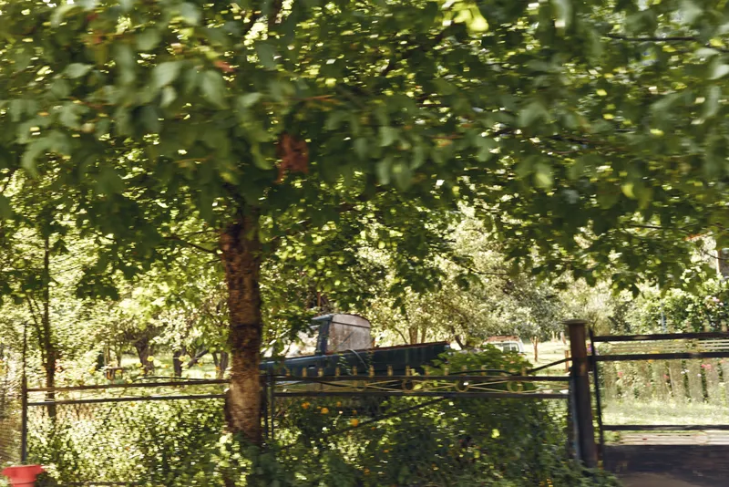Car partly concealed by dense trees and a metal fence in a sunlit park setting, capturing a quiet outdoor moment with natural greenery and calm atmosphere