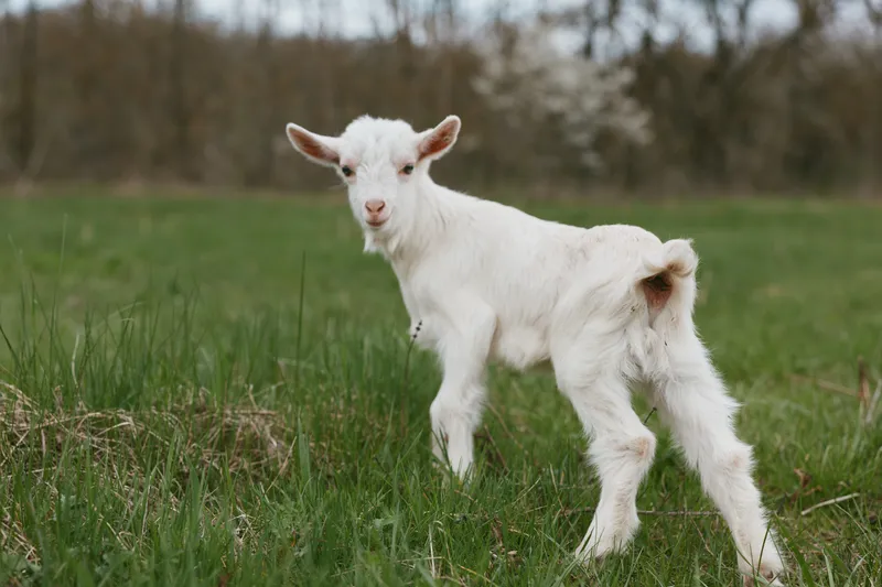Goat kid standing in a sunlit pasture, an playful animal exploring a green field with a gentle breeze, natural colors and rustic rural charm outdoors in nature