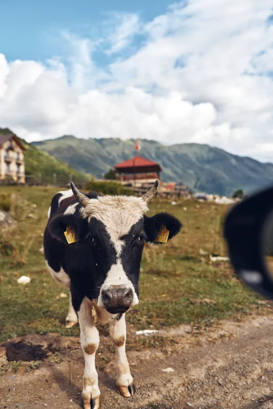 cow farm pasture mountain authenticity inclusivity rural livestock grazing dairy animal on dirt road near village and rolling hills natural countryside scene for agriculture