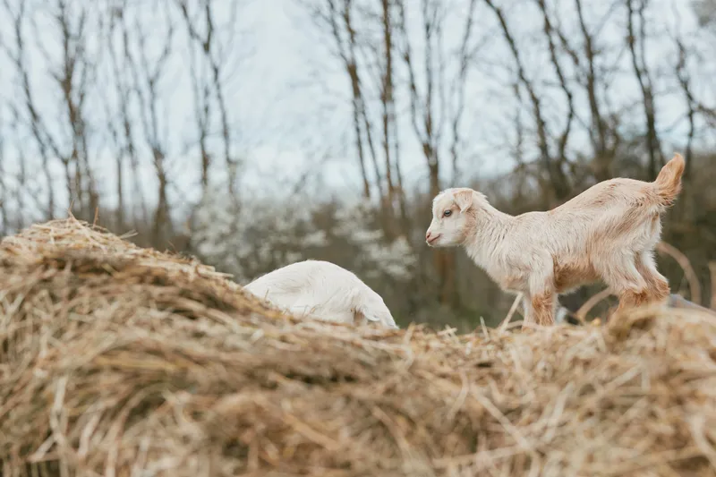 A goat kid explores a rural farm scene, stepping over hay stacks in a crisp outdoor setting, capturing a candid lifestyle moment of farm life and animal curiosity in winter light.