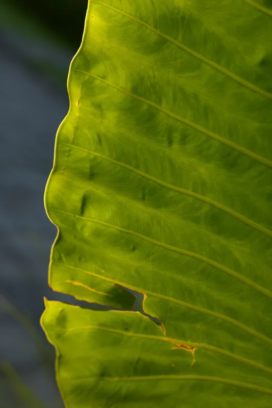 Close up of a large green leaf with visible veins and natural tears, illuminated by sunlight. Concept of nature details, organic texture, and botanical lifestyle background.