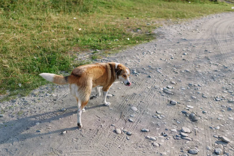 Dog walking along a gravel path in a grassy field, tail wagging, tongue out, capturing a calm outdoor moment with natural light and open space