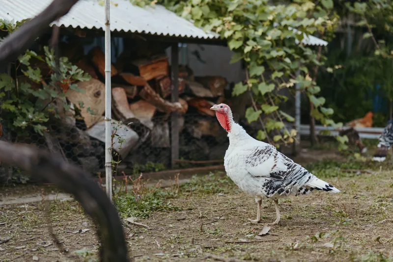 Turkey on farm in rural yard: a white turkey adult male turkey with red wattle standing and walking near a woodpile and vine covered shed, curious calm bird for farm lifestyle and livestock portrait.