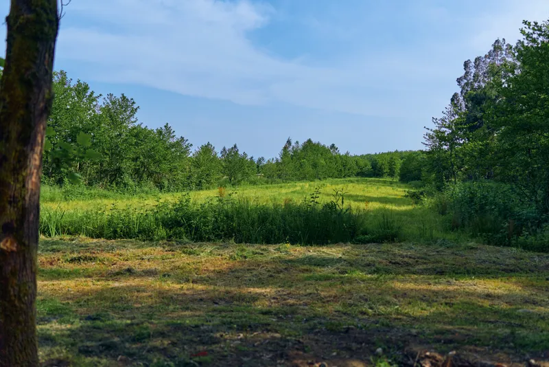 Meadow field trees forest grass nature landscape countryside under blue sky with sunlit clearing, green wildflowers and distant treeline creating peaceful summer outdoor scenery.