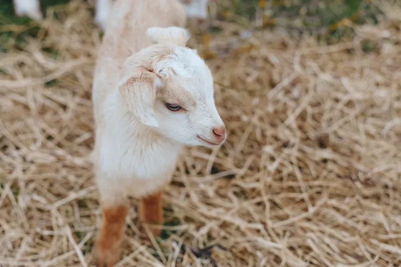 Goat, kid, animal, livestock on a farm outdoors among straw, adorable rural portrait of a young goat, calm and curious, natural light, close view.