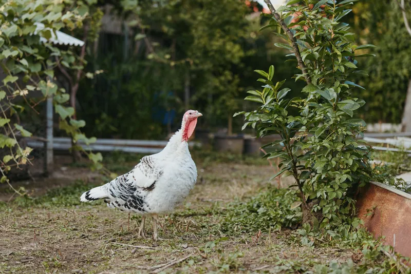 turkey domestic turkey farm bird backyard poultry white turkey adult turkey: adult tom with speckled white plumage walking and foraging in a rural backyard garden by a raised vegetable bed, calm