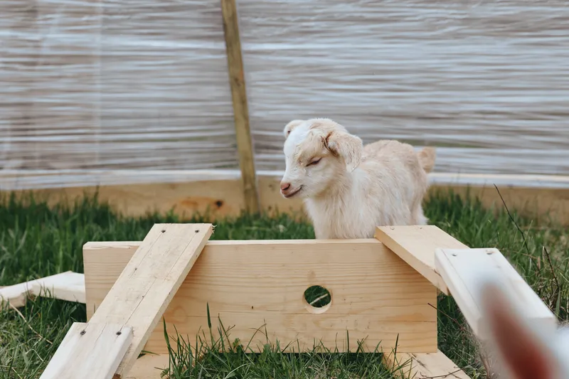 Goat kid beside a wooden ramp in a grassy yard, exploring a simple enclosure. Natural daylight highlights its fluffy coat and curious expression, conveying a lighthearted pastoral lifestyle.