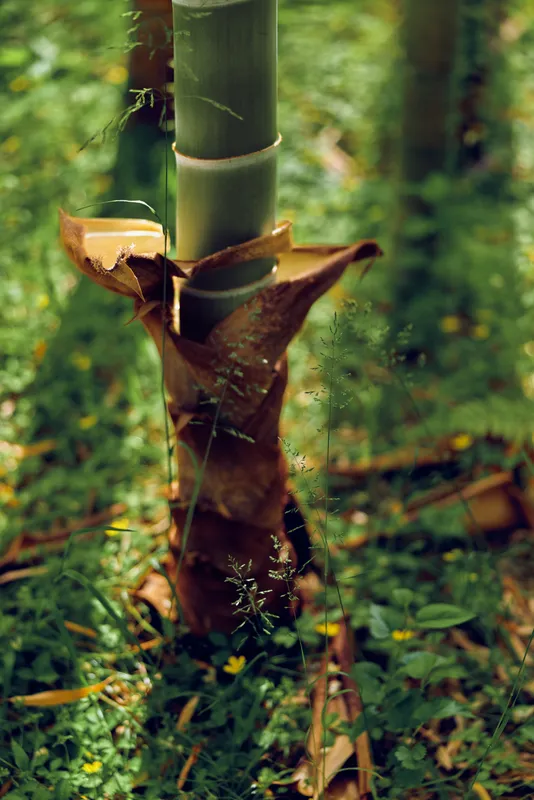 Bamboo stalk shoot in forest nature scene with green stems and peeling sheath, closeup of young bamboo culm surrounded by grass, leaves and soft dappled sunlight.