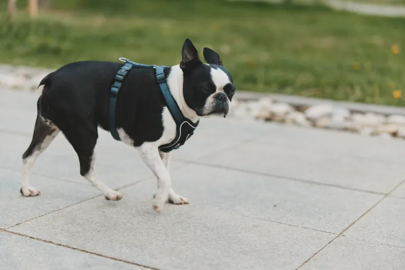 Boston terrier dog walking outside on gray pavement with green grass background in casual daytime scene