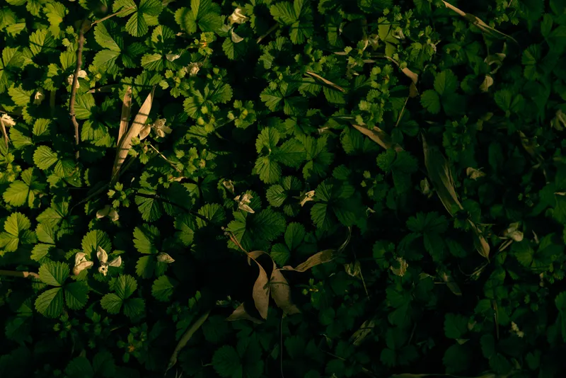 Leaves, clover, foliage, forest, ground, sunlight covering a shaded woodland floor with green plants and moss, closeup texture of understory vegetation and dappled light.