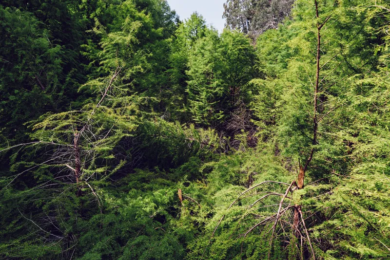 Forest trees foliage green canopy nature show dense summer woodland with sunlit birch trunks and layered leaves, tranquil outdoor scenery ideal for ecology, hiking and landscape use