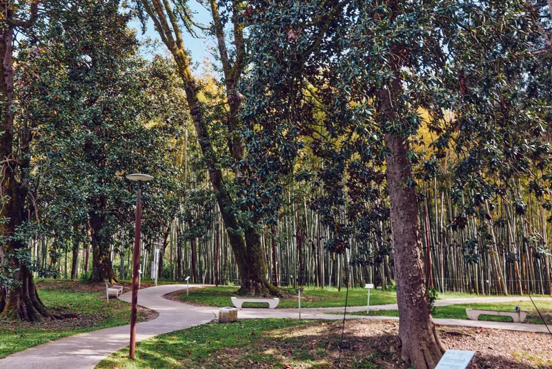 Park with tall trees and winding path, benches and lampposts in a quiet forest setting, sunlight filtering through leaves for peaceful nature walk and outdoor relaxation.
