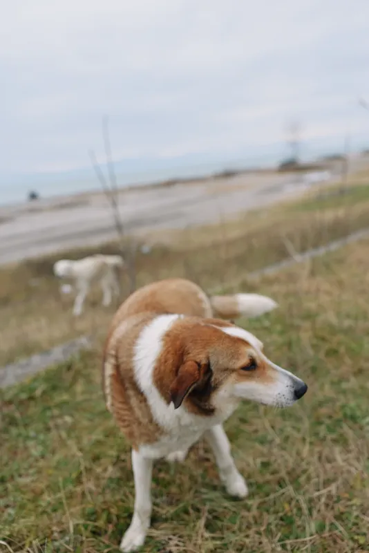 Dog standing in a grassy field beside a dirt path, outdoor scene with a calm canine amid open countryside and wide sky, peaceful natural moment.