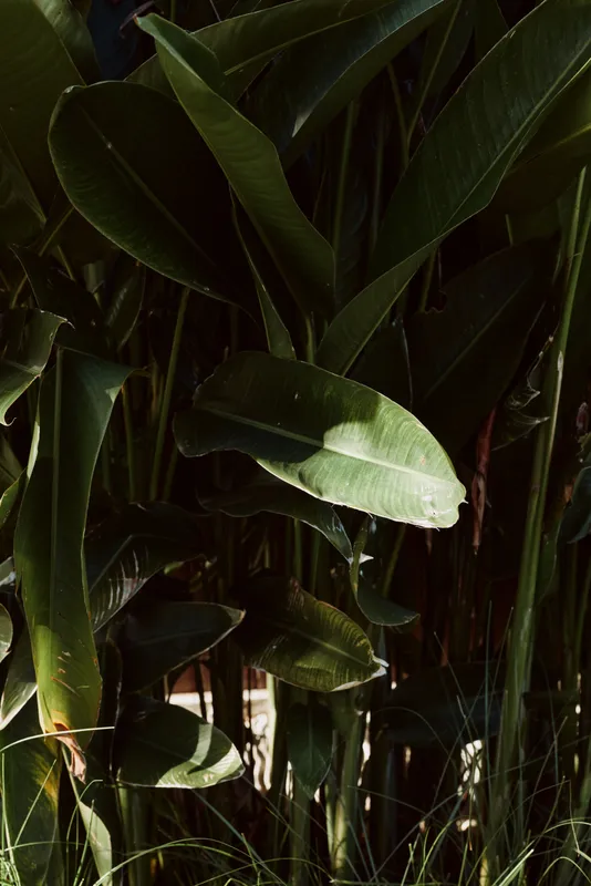 Dense tropical green leaves create a natural jungle atmosphere with sunlight casting shadows, highlighting the rich textures and deep green colors of the foliage.