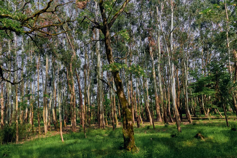 Birch forest trees and woodland with moss covered trunks and green grass, sunlight filtering through canopy creating dappled light and serene peaceful atmosphere in summer nature.