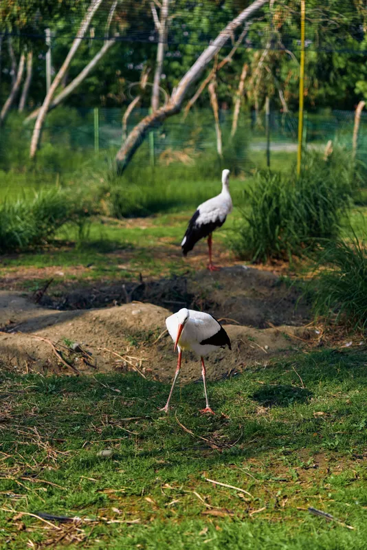 Stork birds in wetland grass, nature scene with white longlegs and curved beaks. Two wildlife birds foraging on green meadow with trees and natural habitat background