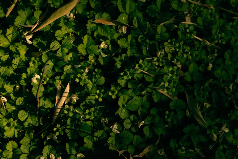 Leaves foliage green ground closeup nature texture sunlight dappling across dense small round leaves and scattered twigs, natural plant carpet on forest floor with organic pattern.