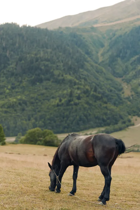 A horse grazes on a grassy hillside beneath wide open skies, a tranquil rural scene with soft light, distant hills, and expansive landscape emphasizing natural calm.