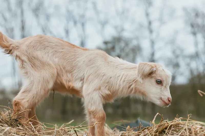 Goat kid exploring a sunlit pasture, curious expression, soft fur, straw underfoot, countryside backdrop, natural colors, gentle motion, authentic rural lifestyle, peaceful moment