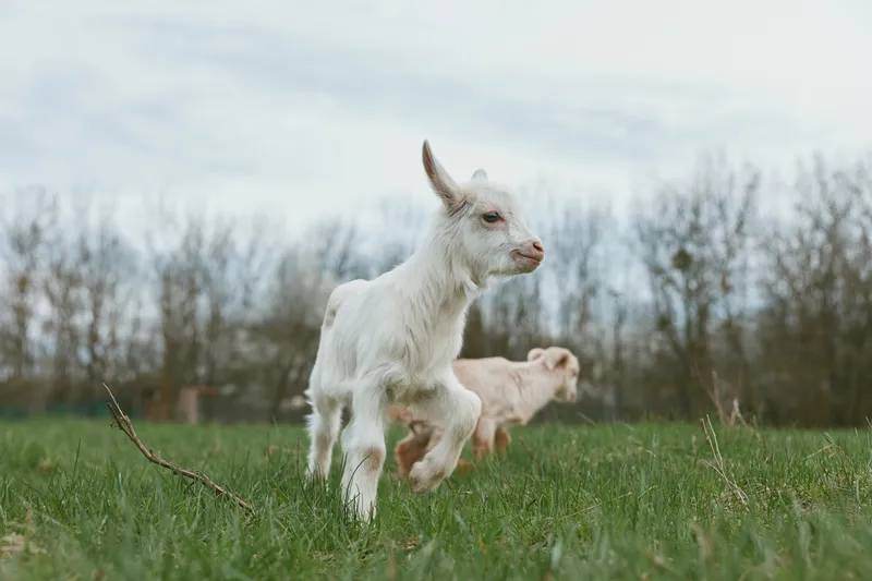 Goat kid playing outdoors in a green field, sunlight highlighting fluffy fur, carefree moment, natural colors, rural setting, candid and warm atmosphere with gentle breeze and fresh grass