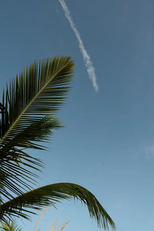 Tropical palm leaves frame a clear blue sky with a white contrail, creating a serene outdoor mood and vacation vibe, perfect for lifestyle and travel themed imagery.