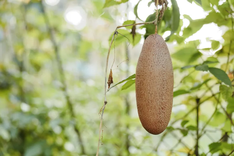 Hanging brown fruit and tropical pod on a vine plant in a lush forest background, botanical seedpod closeup showing textured skin, mature wild plant, nature study, outdoor scene