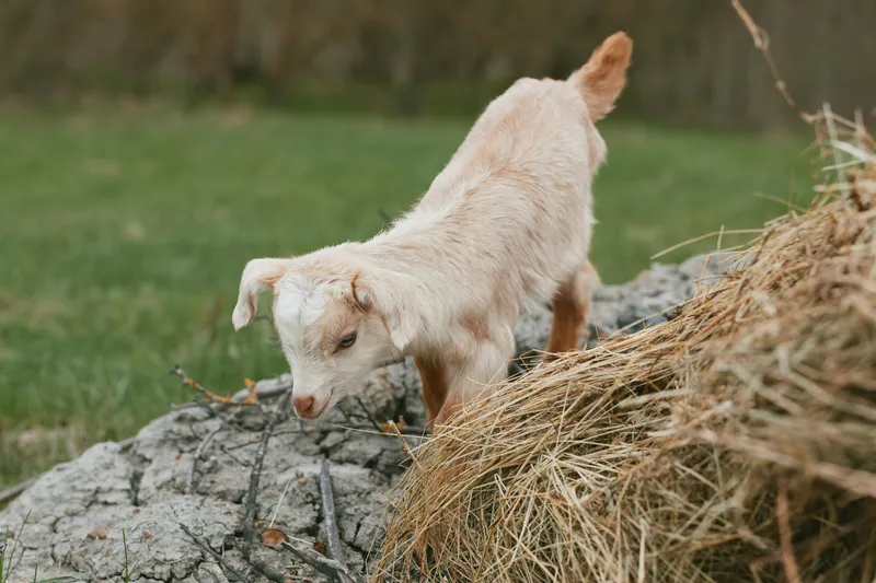 A curious goat kid explores a rocky edge beside scattered hay in a rural pasture, under bright daylight. This image conveys countryside lifestyle, exploration, and playful nature.