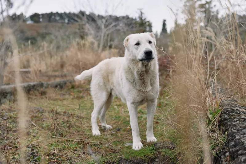 Dog, canine, outdoor, field, nature, animal stands in a grassy space, calm and curious, portrait of a loyal pet enjoying fresh air in a rural landscape.
