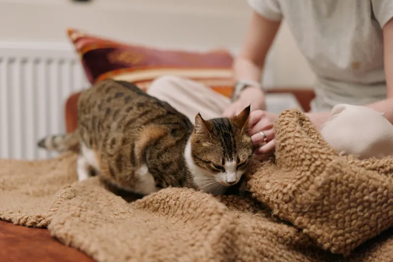 Cat and tabby on a beige blanket, woman petting gently with hands. Indoor cozy home lifestyle, close-up of soft fur and whiskers. Warm natural light, calm relaxation.