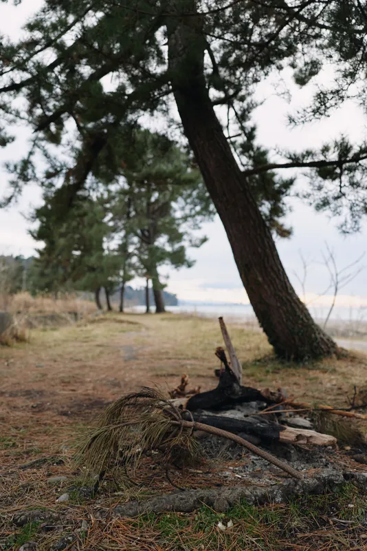 Coastal forest scene with tall pines along a sandy shoreline, a weathered branch in foreground and calm water in the distance, natural outdoor landscape