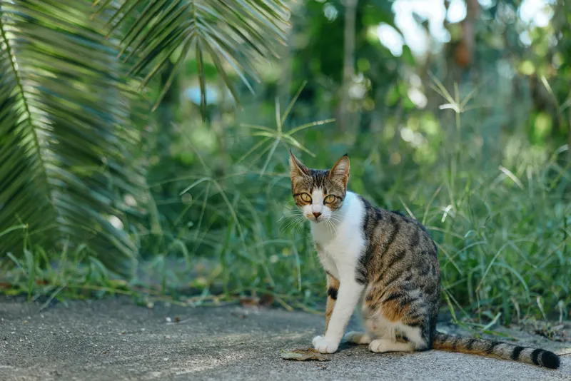 A calm cat sits on a paved path, surrounded by lush greenery in a bright outdoor setting, creating a serene wildlife moment with natural textures, soft light, and tranquil atmosphere.