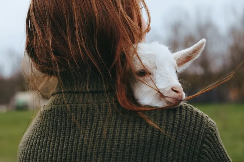 Lifestyle moment outdoors featuring a woman with a gentle goat kid, soft sweater textures, natural light, peaceful countryside setting, intimate connection, candid mood, warm tones hues