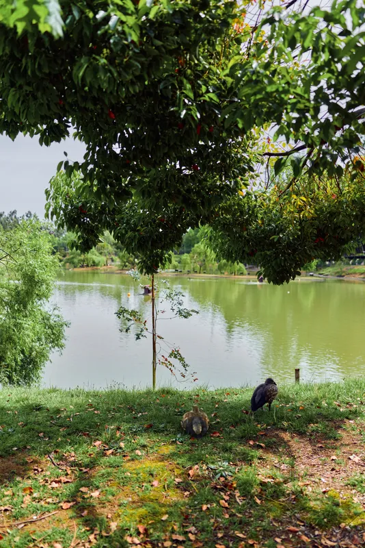 Lake, tree, birds, grass, water, shore: Tranquil park scene with leafy tree overhanging a calm lake, two birds foraging on grassy shore, reflections and peaceful natural setting.