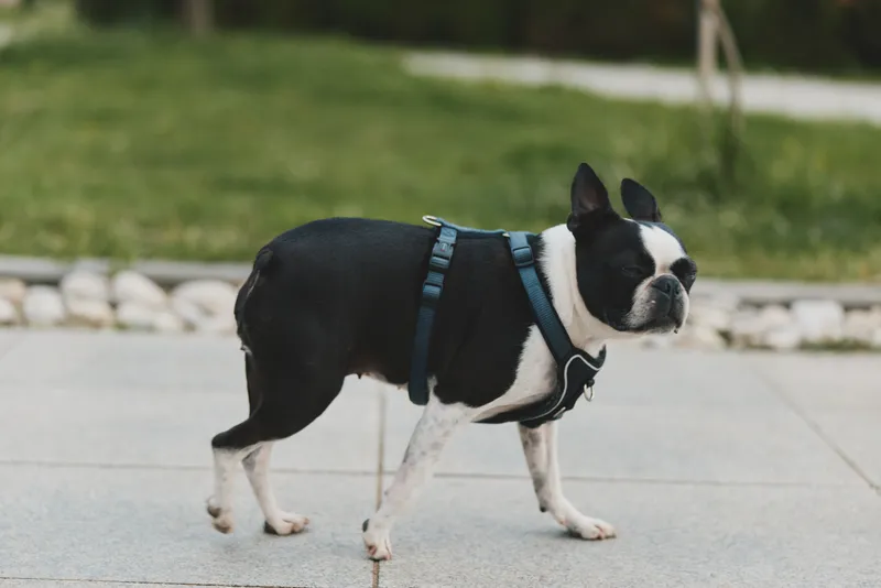 Boston terrier dog walking outdoors on paved path in blue harness with green grass background, pet, animal, canine, black and white