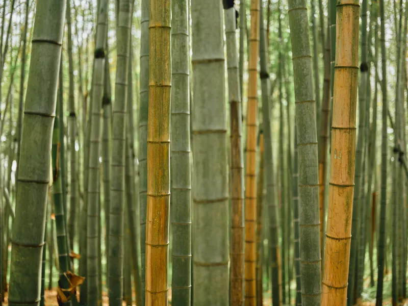 Bamboo forest trunks, green grove stems and vertical nature lines create a dense foliage scene with textured bark and leaves, producing a serene, tranquil atmosphere in the woodland.
