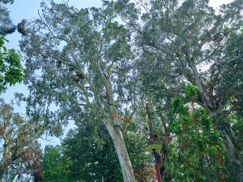 Trees eucalyptus canopy and sky with sunlight filtering through tall trunks in a green park, dense leaves and branches creating a natural urban forest scene with lamppost below.