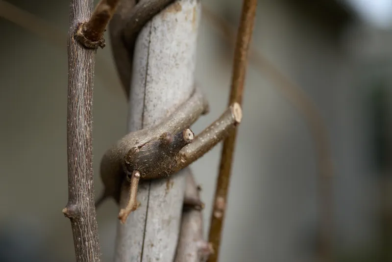 Close-up of a brown vine stem wrapping around a grey metal pole with blurred background in natural light.