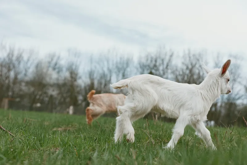 Goat kid running across a green field with distant companions, a lively countryside moment in an outdoors nature scene, showcasing farm life and rural lifestyle with playful animals, fresh air, open