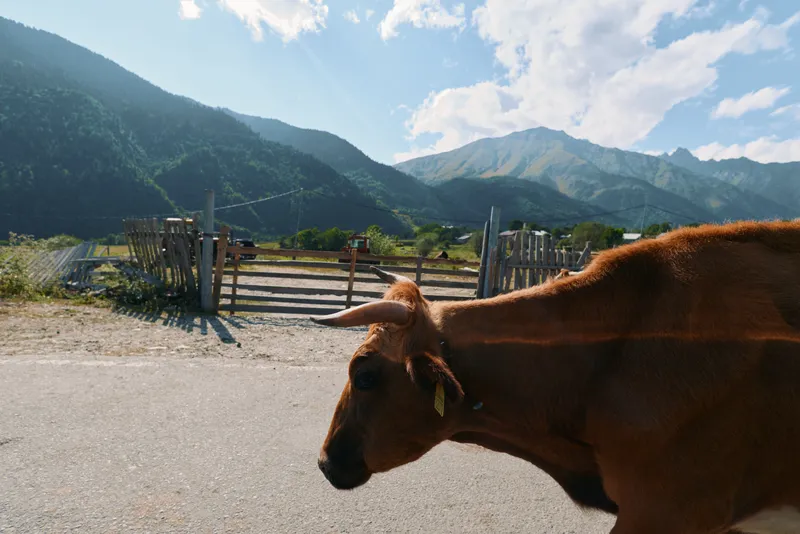 A brown horse stands by a rural road with wooden fences, framed by distant mountains and a bright blue sky. The calm, open landscape conveys a peaceful countryside atmosphere and gentle equine
