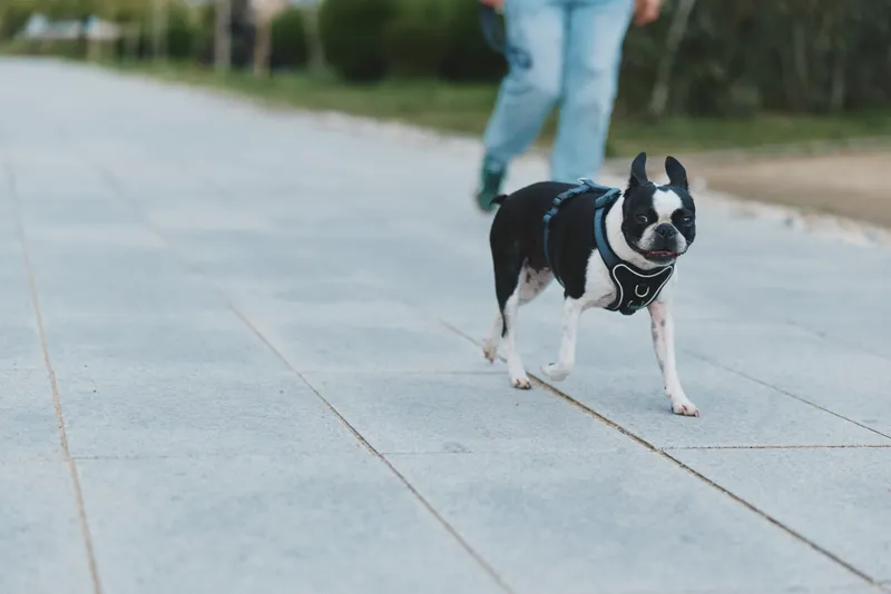 Boston terrier dog walking on urban pavement with man in casual jeans in outdoor park setting during daytime