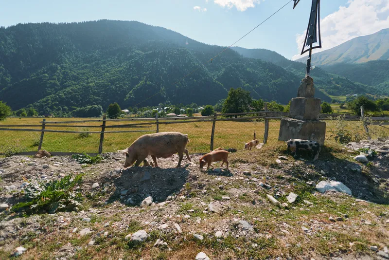 A rural farm scene features a sow and piglets wandering near a stone monument in a mountainous countryside. The bright sky, rolling hills, and a wooden fence frame a tranquil farm.